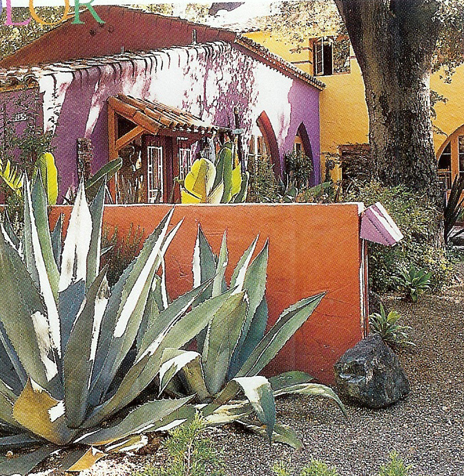 Home Cactus Wall